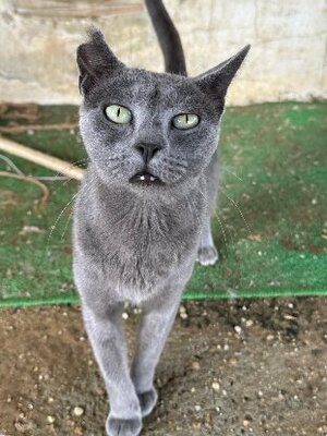 Adopter Mysti
