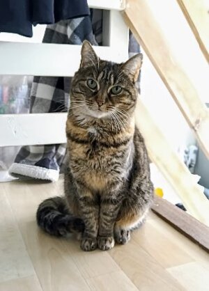 Adopter Nakama