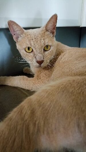 Adopter Nala