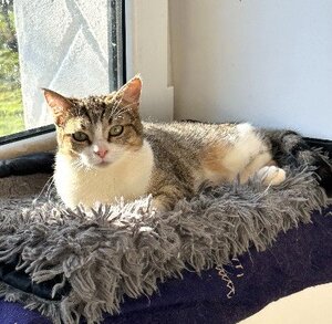Adopter Nala