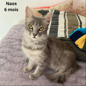 Adopter Naos