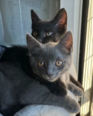 Adopter Neela & janie