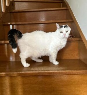 Adopter Neige