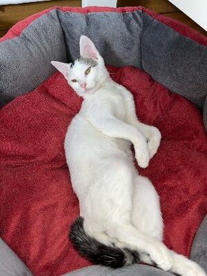 Adopter Elise