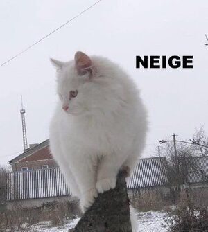 Adopter Neige