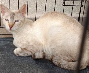 Adopter Neka
