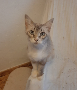 Adopter Nenufar