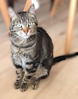 Adopter Néo