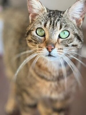 Adopter Ness