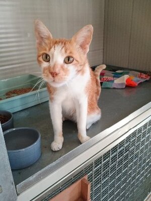 Adopter Nestor
