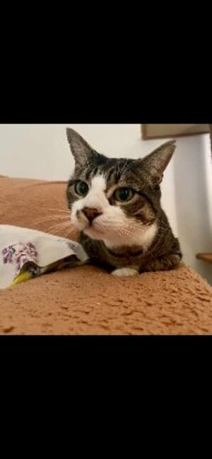 Adopter Newdell