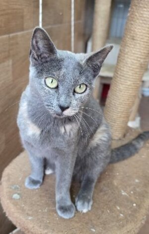 Adopter Niebla