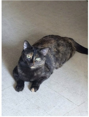 Adopter Niji