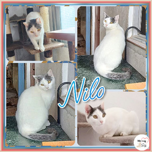 Adopter Nilo