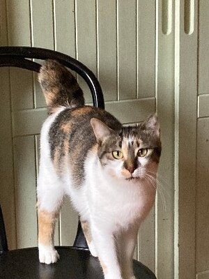 Adopter Ninon