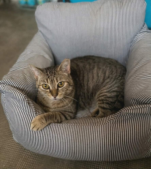 Adopter Ninou