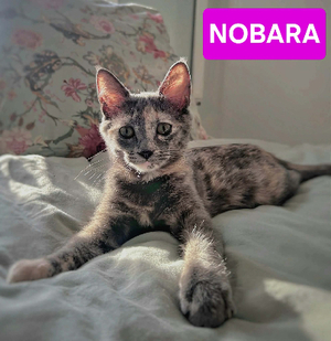 Adopter Nobara adoptable avec un chat déj