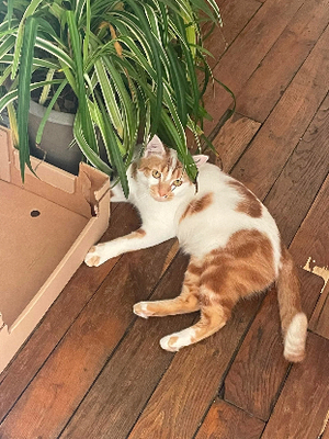 Adopter Noe, chat à adopter! 