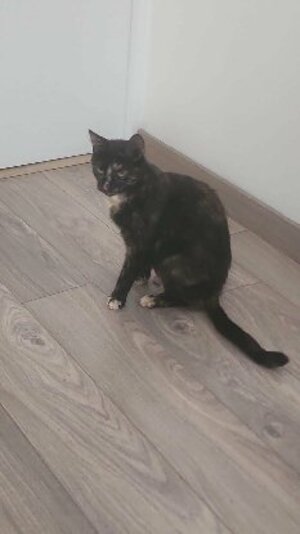 Adopter Noisette