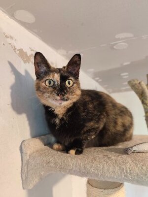 Adopter Noisette