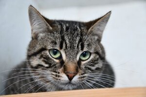 Adopter Noroit