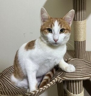 Adopter Noula