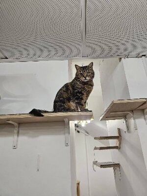 Adopter Elise