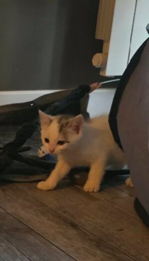Adopter Nouméa