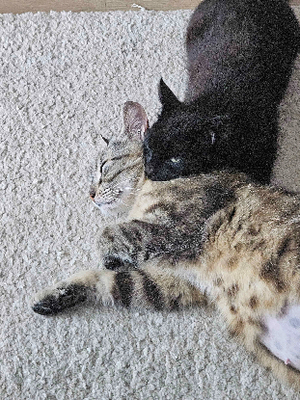 Adopter Noxie & grisouille