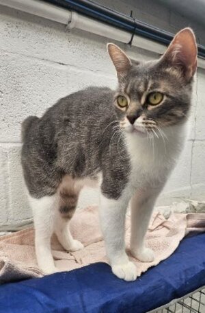 Adopter Nuage