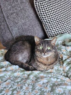 Adopter Nuwa
