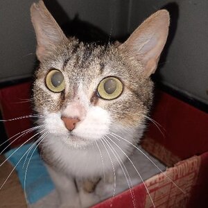 Adopter Nymeria