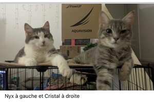 Adopter Nyx adonis lyra et crystal