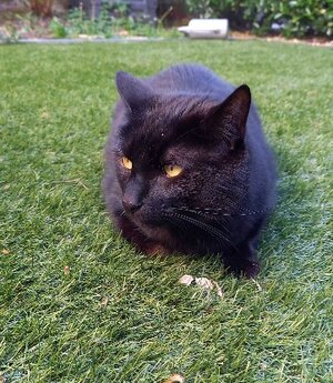 Adopter O'malley