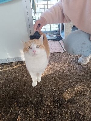 Adopter Oasis
