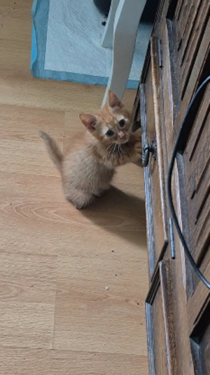 Adopter Oberon