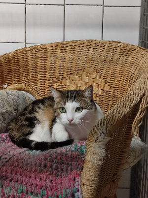 Adopter Ocean