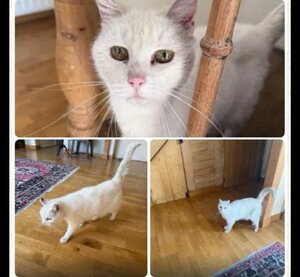 Adopter Odane