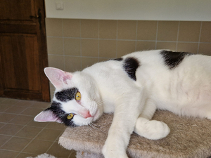 Adopter Oden