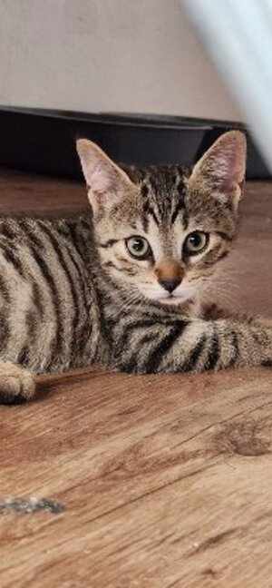 Adopter Okaïdo