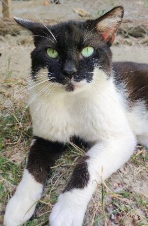 Adopter Okapi