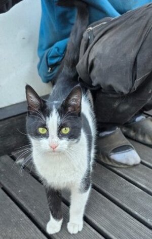 Adopter Olaf