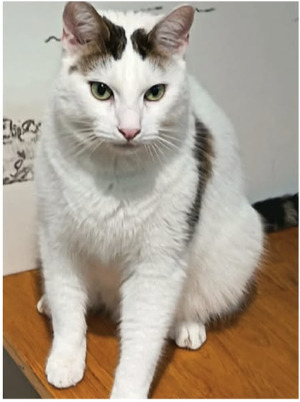 Adopter Olaf