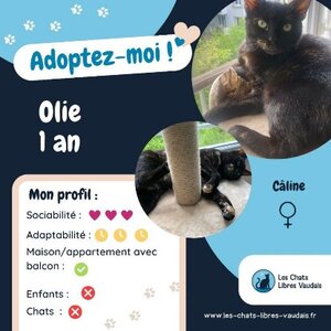 Adopter Olie