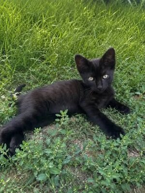 Adopter Olive