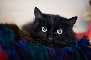 Adopter Oliver