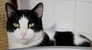 Adopter Oneil