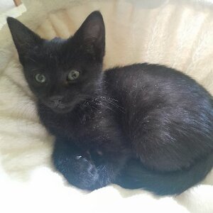 Adopter Onyx