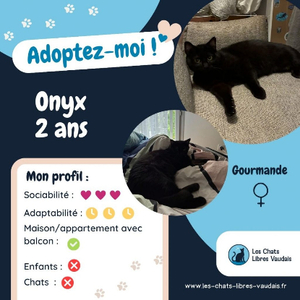 Adopter Onyx