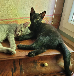 Adopter Onyx